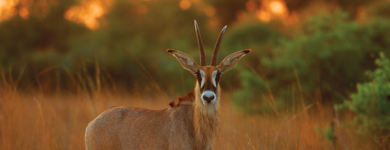 Parco Nazionale di Khaudum, Namibia